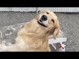 These Golden Retrievers Dog are the FUNNIEST creatures on Earth 😂