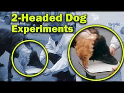 Horrifying 2 Headed Dog Experiments (1950s Vladimir Demikhov Experiments)