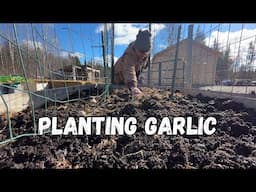 Planting Garlic | Maine Offgrid Cabin Life