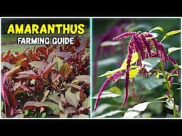 Amaranth Growing Guide | Amaranthus Farming