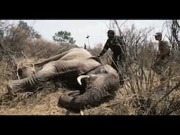 Rapid Response Saves Elephant From Cable Snare | Sheldrick Trust