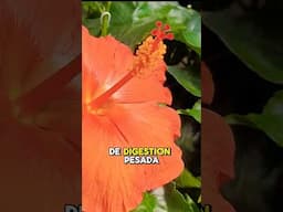 Los PODERES del HIBISCO o FLOR de JAMAICA 🌺 Té de Hibisco Propiedades #plantas #salud #shorts