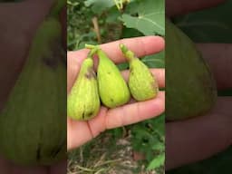 Fig Varieties I Don't Like #fig #figtree #figboss #gardeningtips #fruittrees