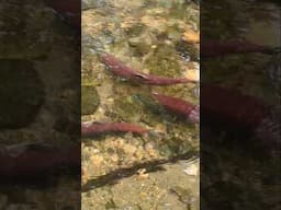 Giant Red Kokanee In Mountain Stream. #mountains #outdoors #kokanee #britishcolumbia