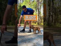 How to Get Your Dog to Down! #dogs #dogtraining