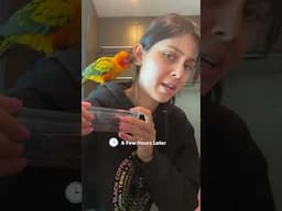 Tiny Bird Flies Barges Into Woman's Apartment And Makes Himself At Home | The Dodo