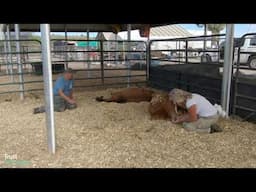 Mindfulness with horses perception is based on how we feel