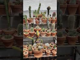 Cacti collection | bikolanahardinera #shortvideo #cactus #succulentcollection