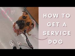 HOW TO GET A SERVICE DOG | 2023 🦮