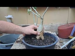 "Cómo mantener saludable tu flor del desierto: Cuidados y prevención de enfermedades"