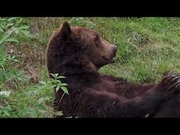 The Grizzly Bear Attack On November 2nd, 2024 Near Placid Lake, Montana