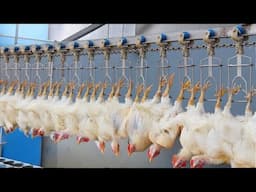 Farmers couldn't believe this machine, Until they saw how it worked - Most Ingenious Chicken Farming