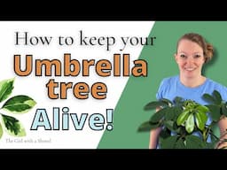 Umbrella Plant Care for Beginners! Schefflera Light, Watering, Soil, & More!