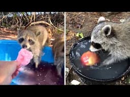 Raccoons 🤯 The Reason They Wash Food!