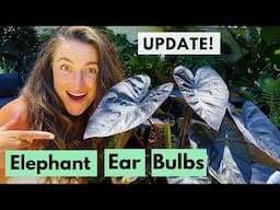 Bulb Planting Elephant Ear  - UPDATE! | Plus Tips for Indoor and Outdoor Success