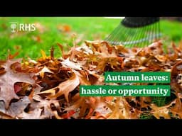 Are autumn leaves a hassle or an opportunity? | The RHS