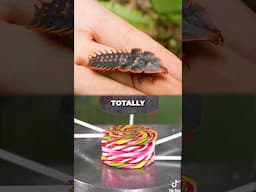 The Weirdest Beetle on the Planet!