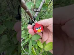 Angry Birds Geocache! #geocache #geocaching #angrybirds