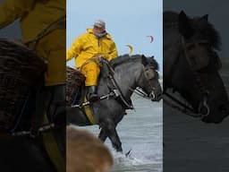 Shrimping on Horseback in Belgium! 😯