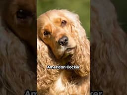 American Cocker Spaniel Breed Guide #shorts #dog #interestingfacts