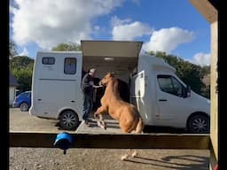 Loading Our foals Into the Trailer for the first time!