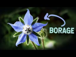 Borage Explained: The Benefits and the Warnings...