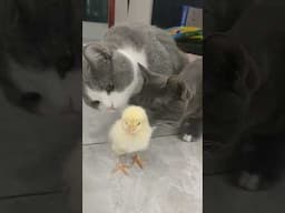 Two cute cats and a chick (jeeb jeeb) #cat #chick @dojacat @stampycat @InfinitumHindi