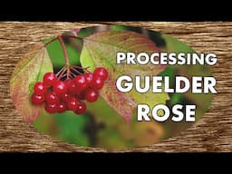 Processing Native Guelder Rose for Seed in the Tree Nursery | No Talking