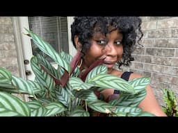 Thriving Calathea Prayer Plants | Outdoor Tour