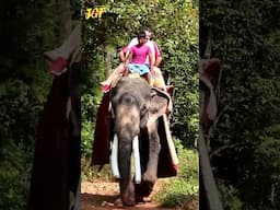 Riding a Massive 12-Ton Elephant!