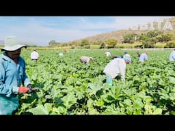 CULTIVO DE CALABAZA COSECHA EMPAQUE Y DISTRIBUCIÓN DE LA CALABAZA