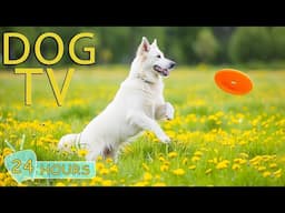 [NO ADS] DOG TV: Video Entertainment for Dogs to Watch When Home Alone - Best Music Relax for Dogs