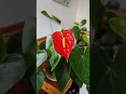 Anthurium unfurled