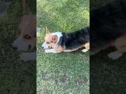 Three Ways I Trigger Zoomies With My Dog #corgi #dogs #shorts