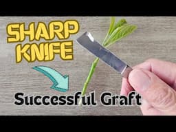 Do this or your grafts will fail: Sharpen your knife. #grafting #graftingknife #budding #sharpen