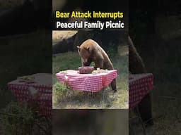 Bear Attack Interrupts Peaceful Family Picnic