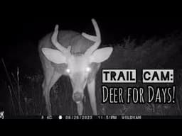 Trail Camera Surveillance: Deer for Days!