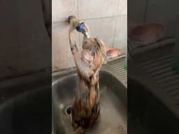 Smart Cat Bathes Itself In Sink