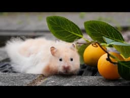 Syrian or Dwarf Hamsters: Who is Your Favourite?