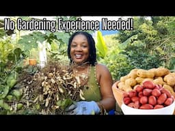 How To Grow Tons of Peanuts With No Experience! Huge Peanut Harvest Grown In Containers