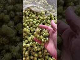 Cascade Hops Freshly Picked and Dried September 2024