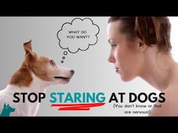 Stop Staring at Dogs You Don't Know!