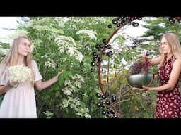 All about the Elder Tree | A history of medicine, magic & mystery! #elderberry #elderflower