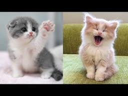 Baby Cats - Cute and Funny Cat Videos Compilation #66 | Aww Animals