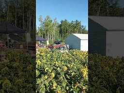 Sunflower Festival at Foreman Farms Prince George Canada