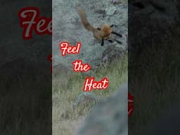 Feel the Heat  #fox #foxhunting #foxhunt