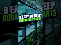 8 EASY to Keep Aquarium Plants | Easy Aquarium Plants