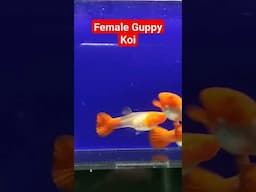 BETINA GUPPY KEPALA MERAH YANG CANTIK # #ikanhias #guppy #shorts