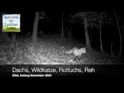 Dachs, Wildkatze, Rotfuchs, Reh. Eifel, Anfang November 2024