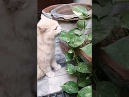 Persian cat eating green leaves